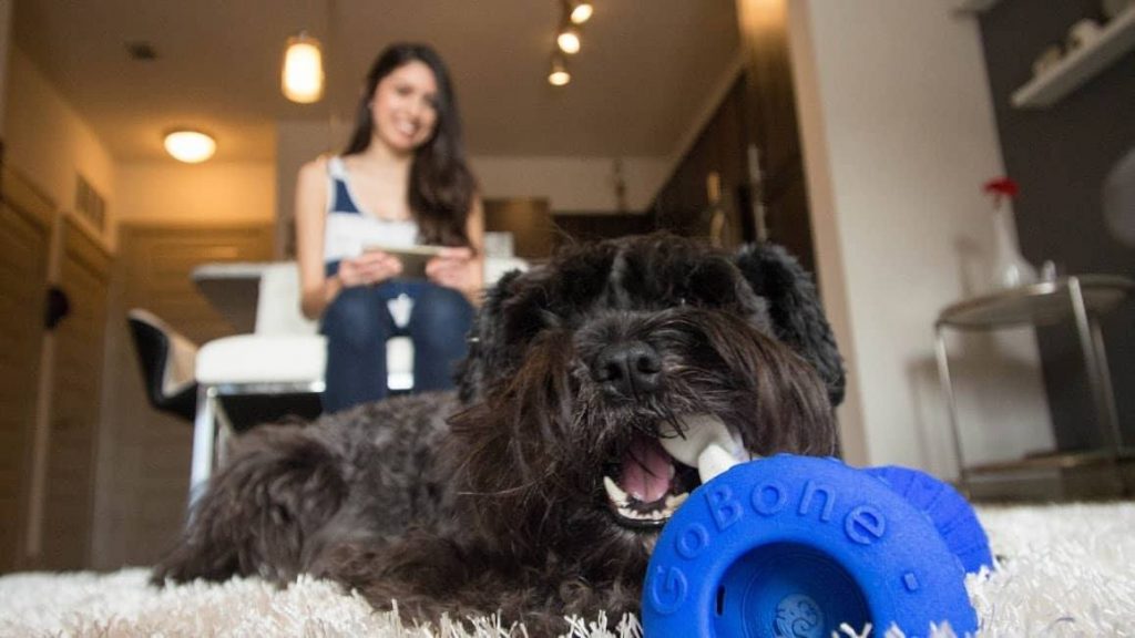 Woman and dog playing with Gobone dog toy