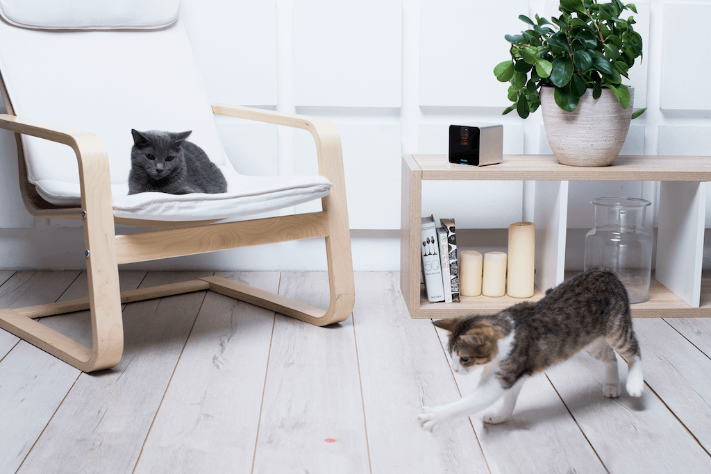 Testing the Petcube laser pointer on a couple of cats