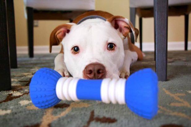 Pitbull with Gobone dog toy