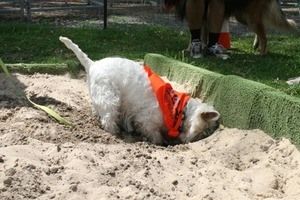 Small dog digging hole in sand pit