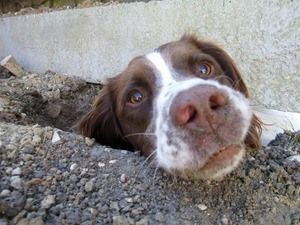 Dog digging hole under fence