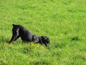 Dog digging massive hole in lawn