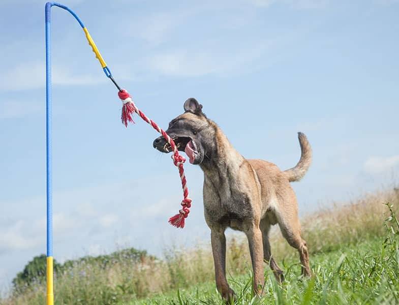 German Shepherd during Tether Tug review