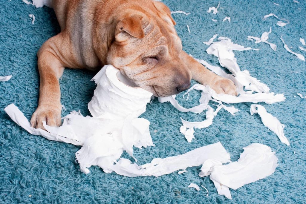 Dog shredding Barkbox Subscription Boxes