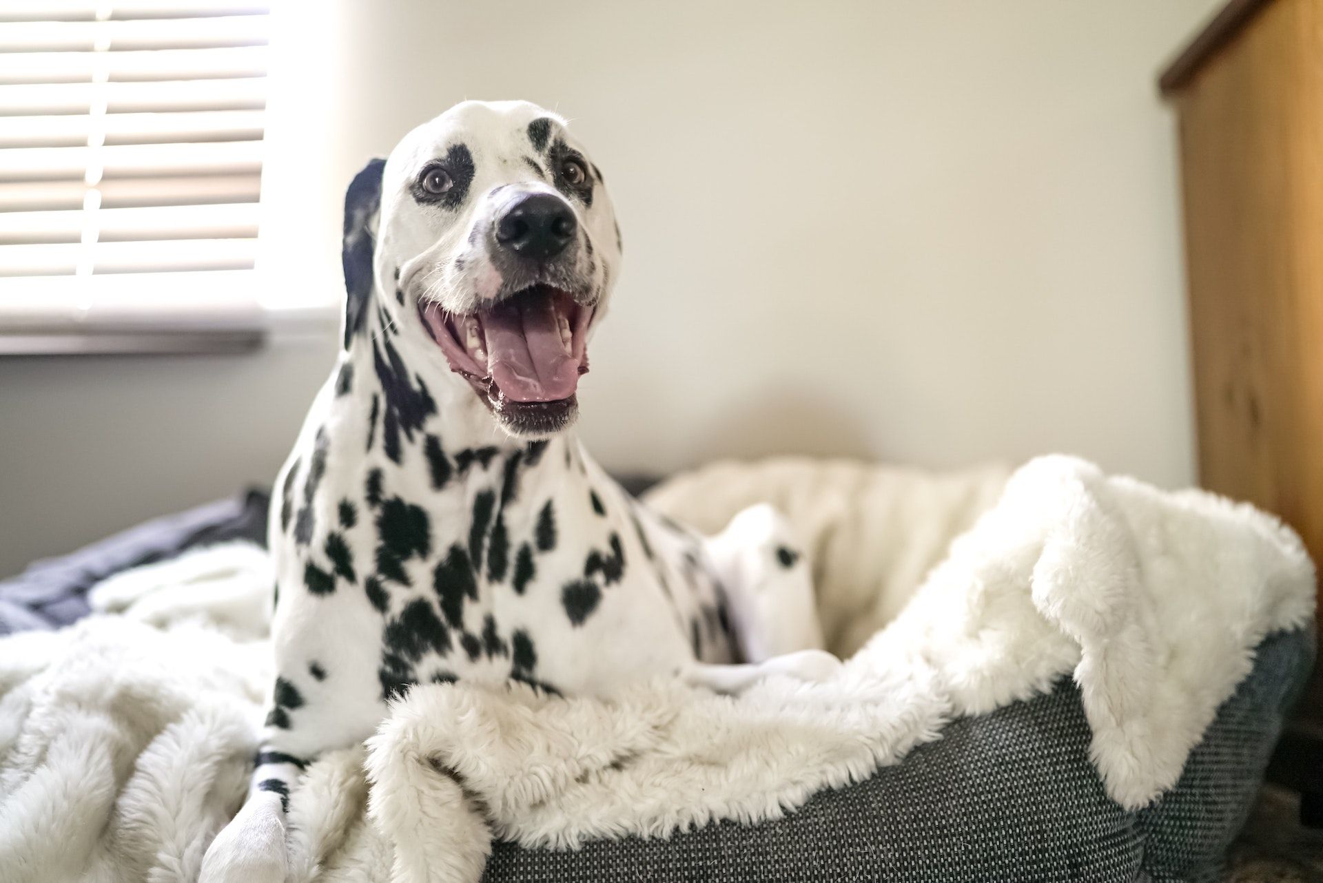 Best Indestructible Dog Crate Pads