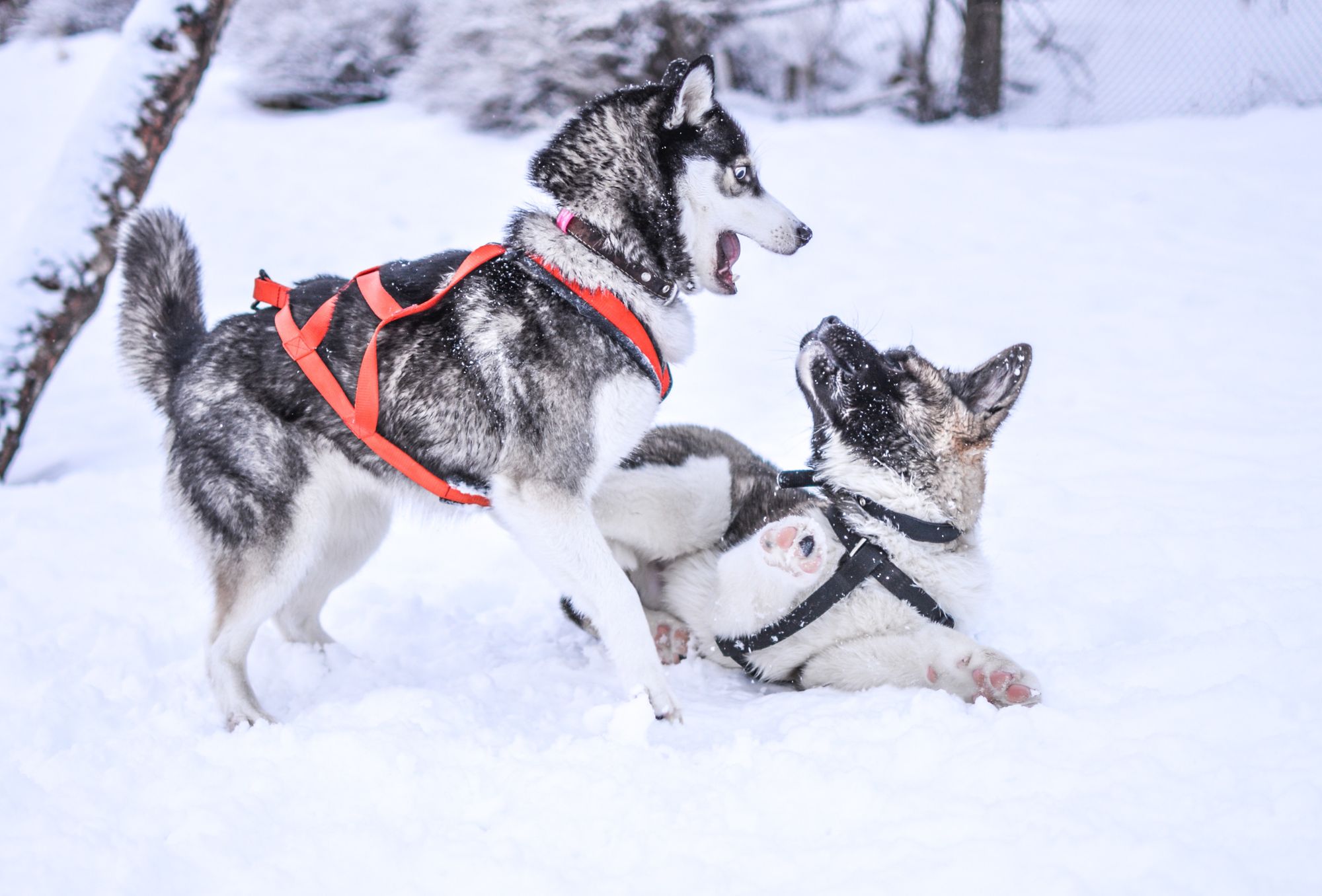 Best Dog Pulling Harness