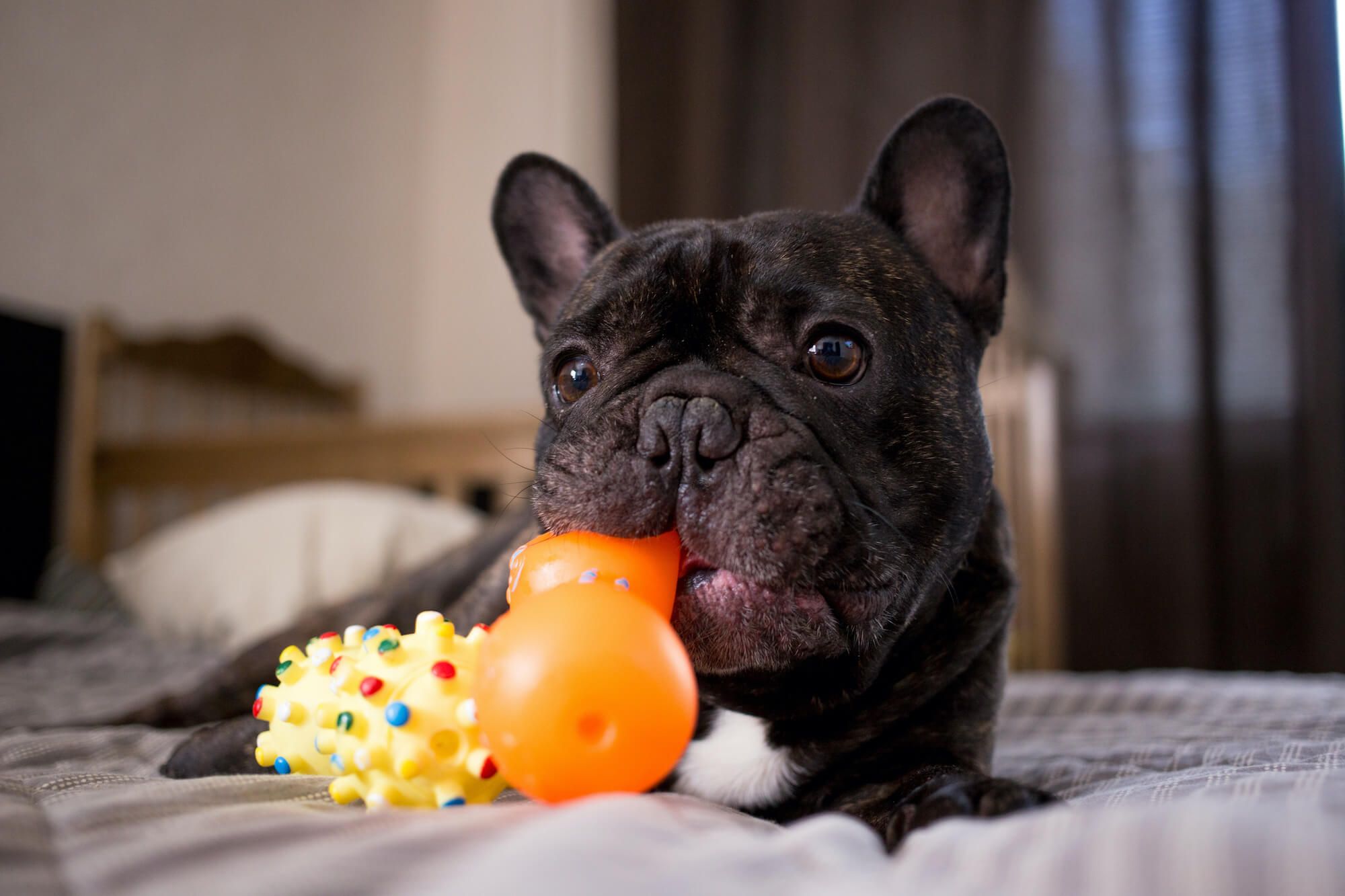 5 Best Toys for French Bulldogs