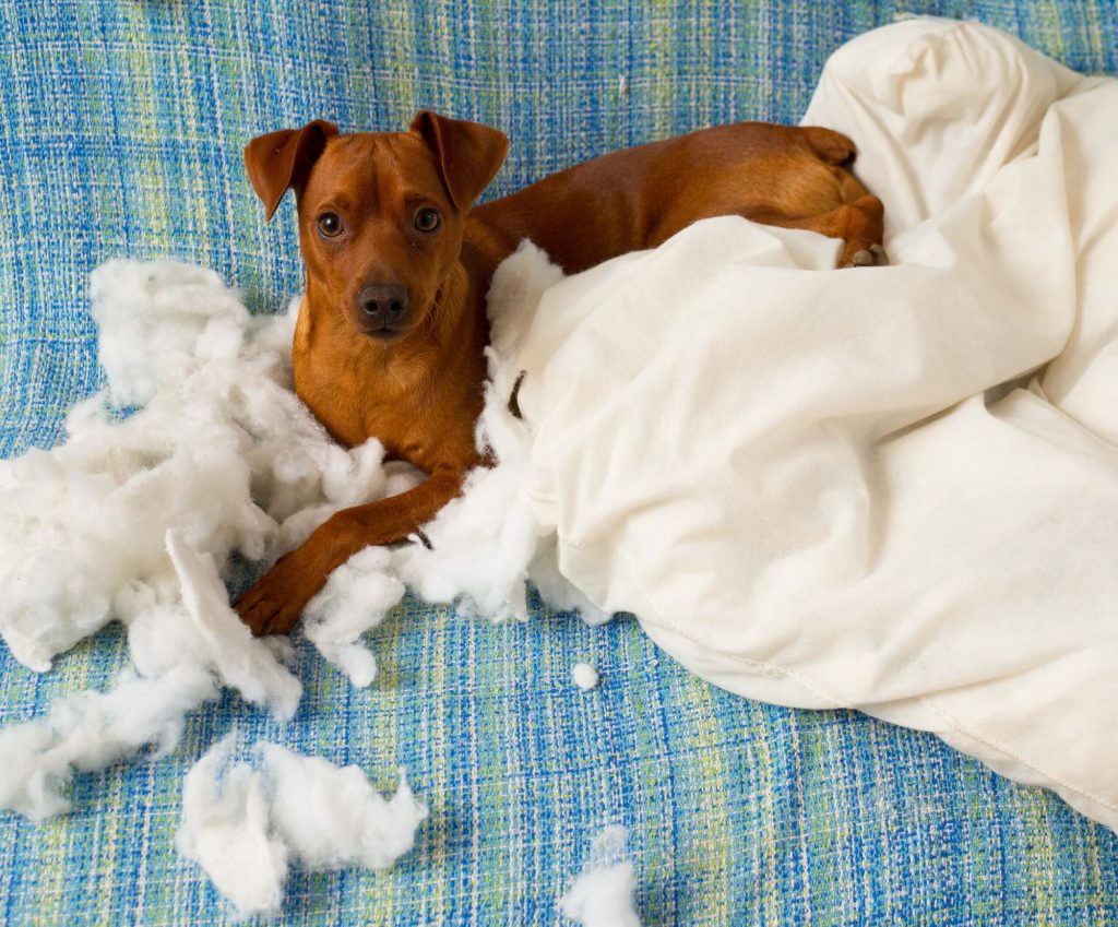 Best Indestructible Dog Beds For Heavy Chewers in 2021