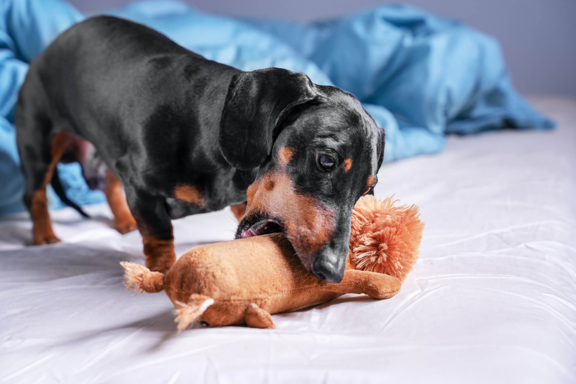 Top 6 Dachshund Dog Toys