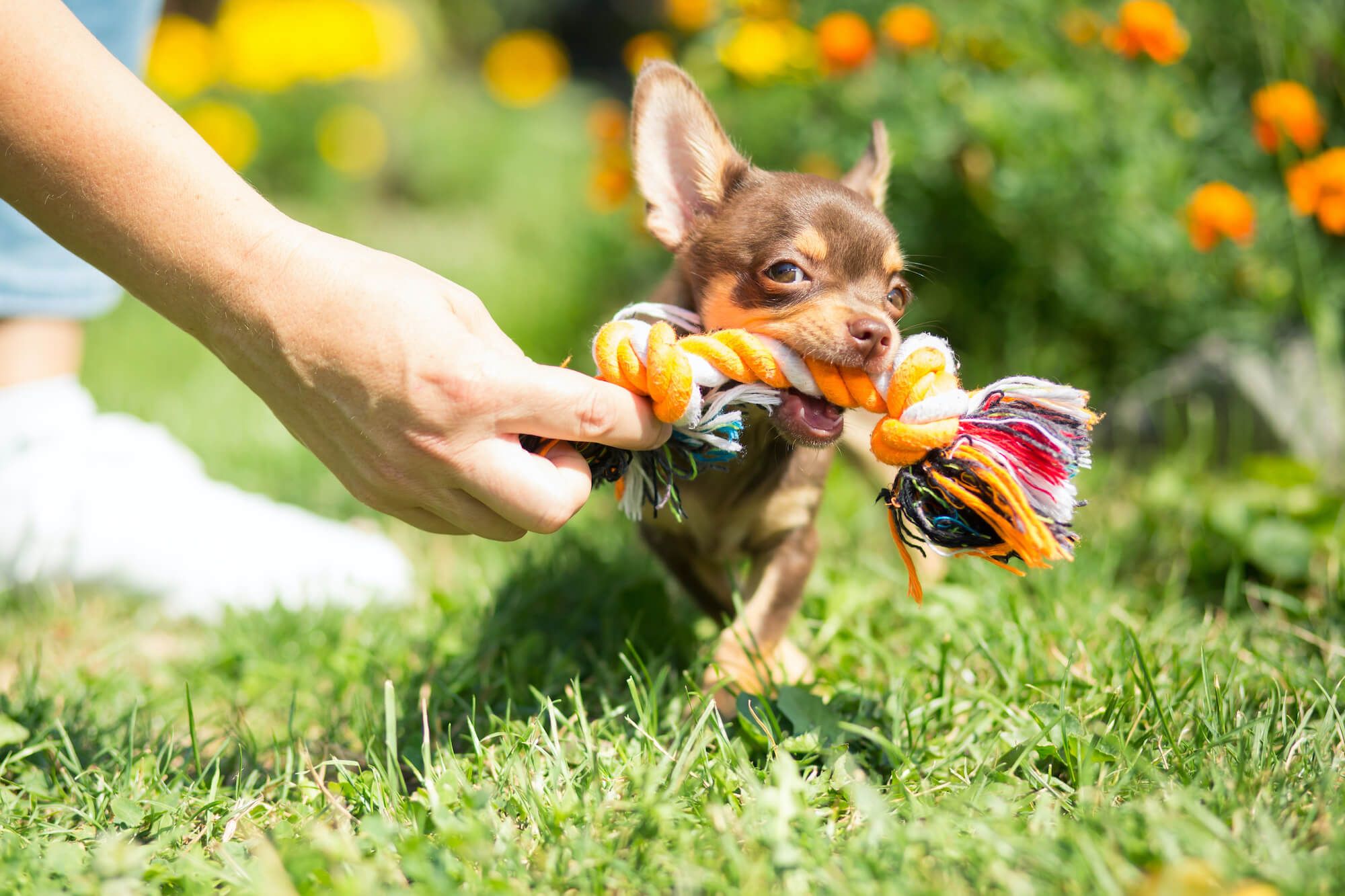 Top 5 Chihuahua Toys