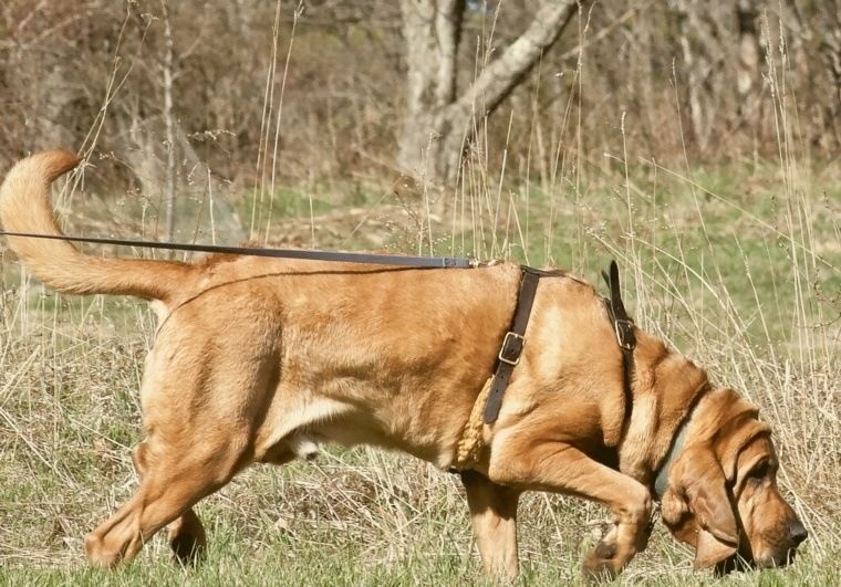 Use A Bloodhound to find your dog