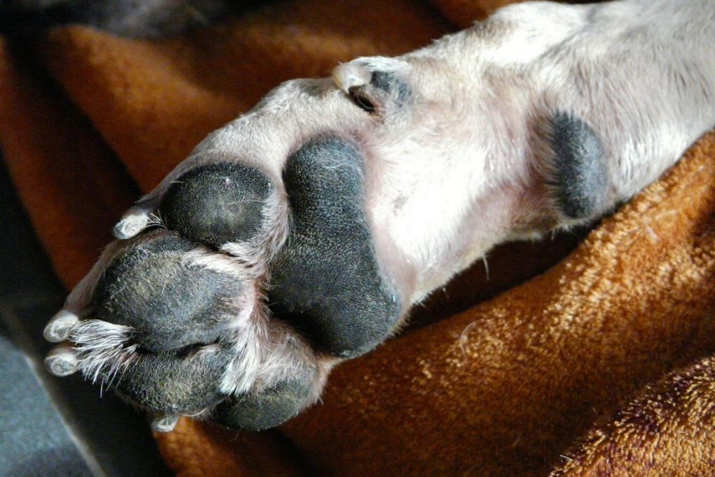 Bottom of dog paw with nails and pads.