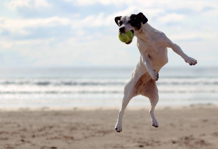 dog fetching ball from iFetch