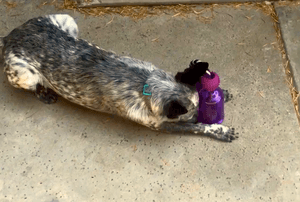 Dog playing with Busy Buddy Tug a Jub