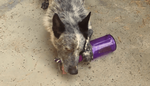 Is The Tug A Jug Durable And Safe For My Dog?