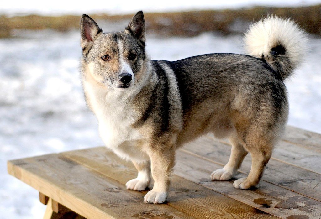 Corgi Husky mix standing on table