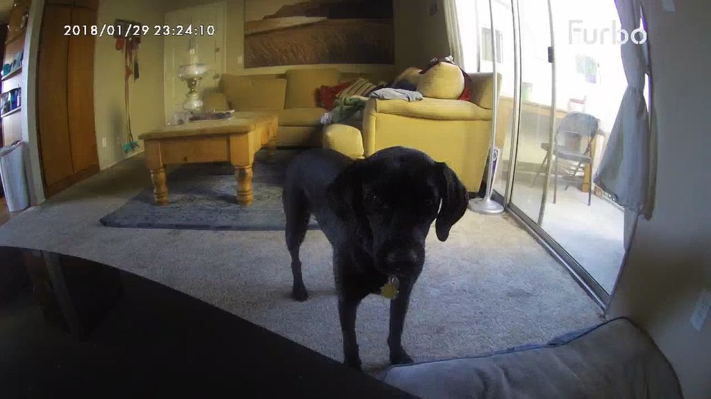 View from Furbo Dog Camera