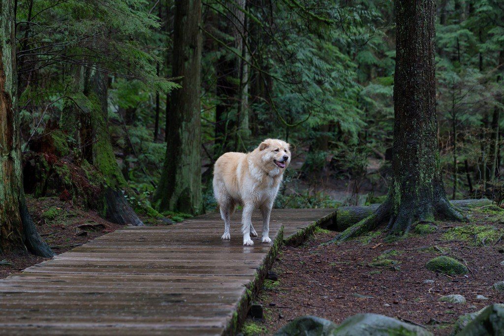 Place food and Familiar items in the area where your dog got lost.