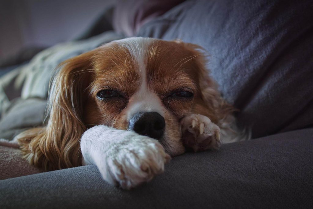 A dog nail grinder helps keep your furniture safe