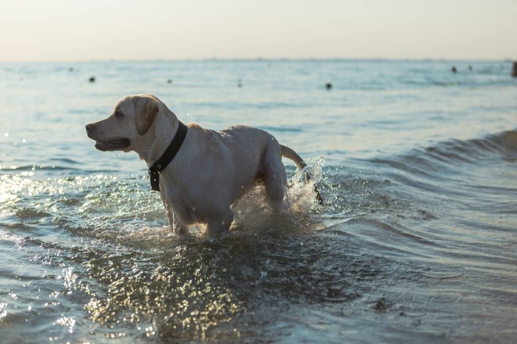 Dog with GPS tracker in the water