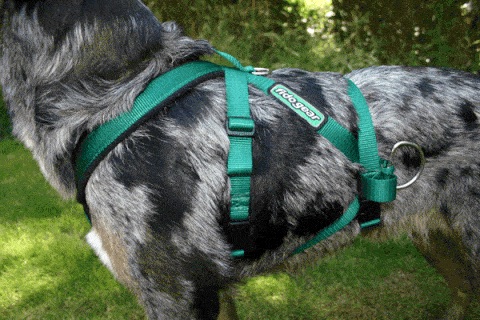 Fidogear’s padded cart pulling harness