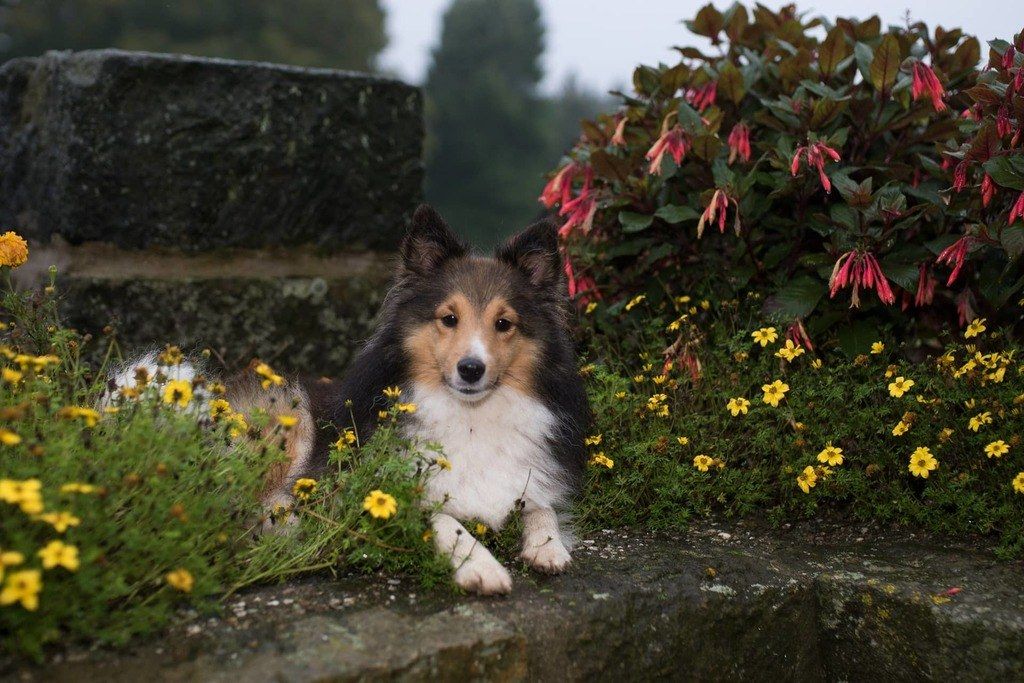 what smell deters dogs from digging