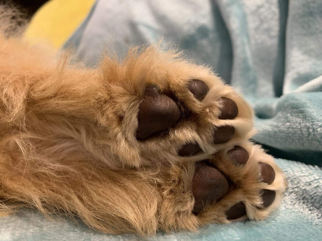 Hairy paws that can get stuck in nail grinder