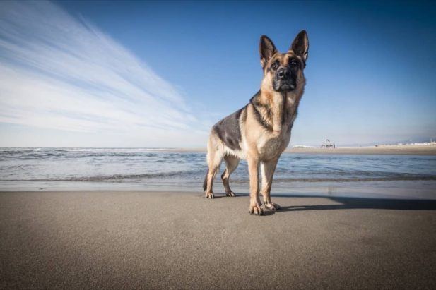 How Smart Are German Shepherds