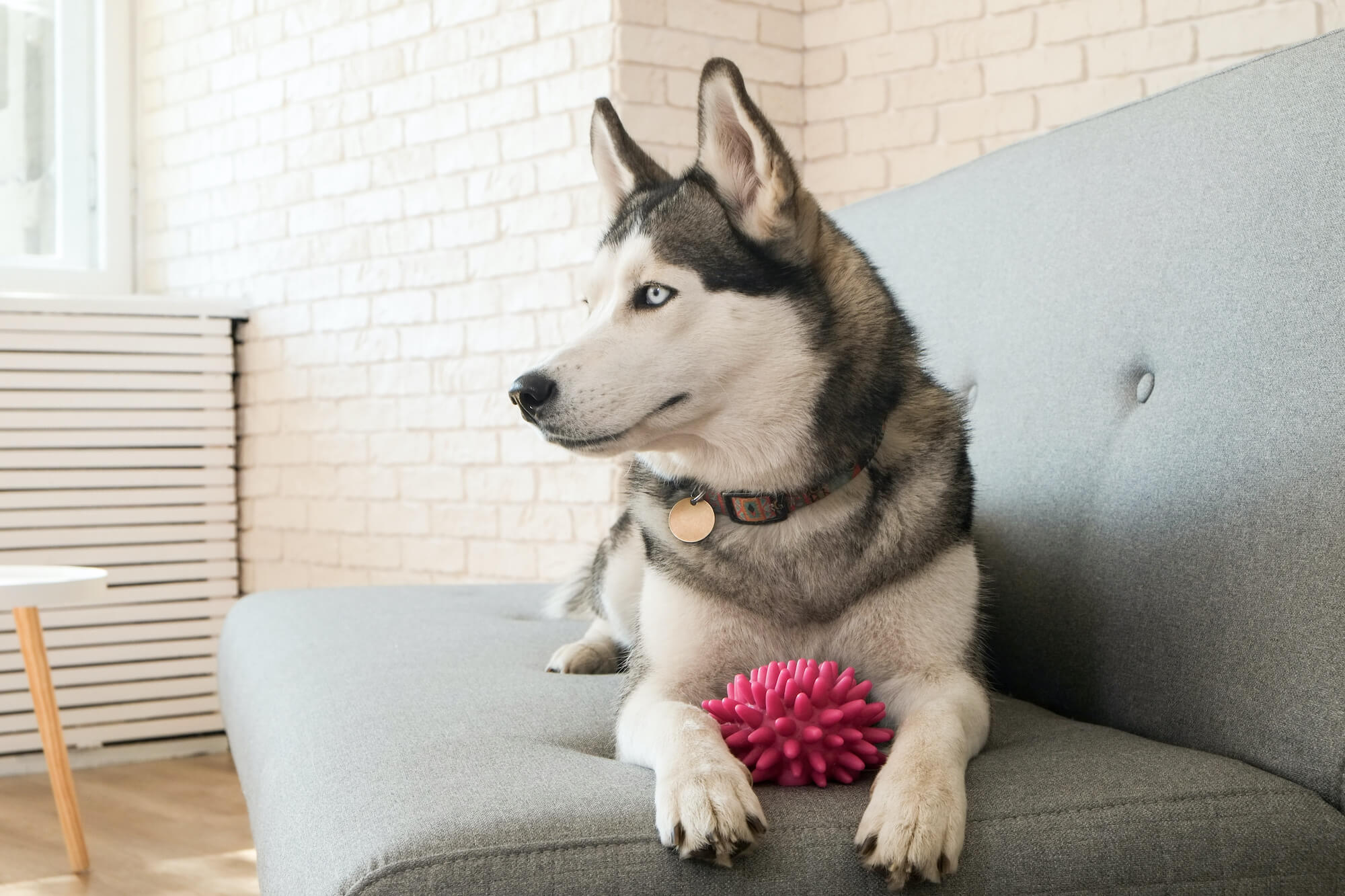 Top 5 Husky Toys