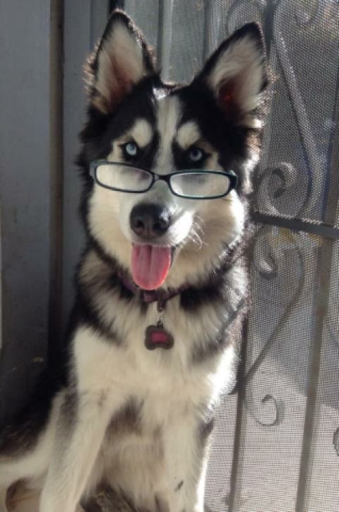 How smart is this huskie?