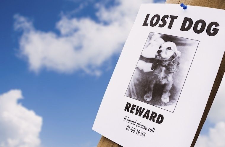 Put Up lost dog flyers and ads