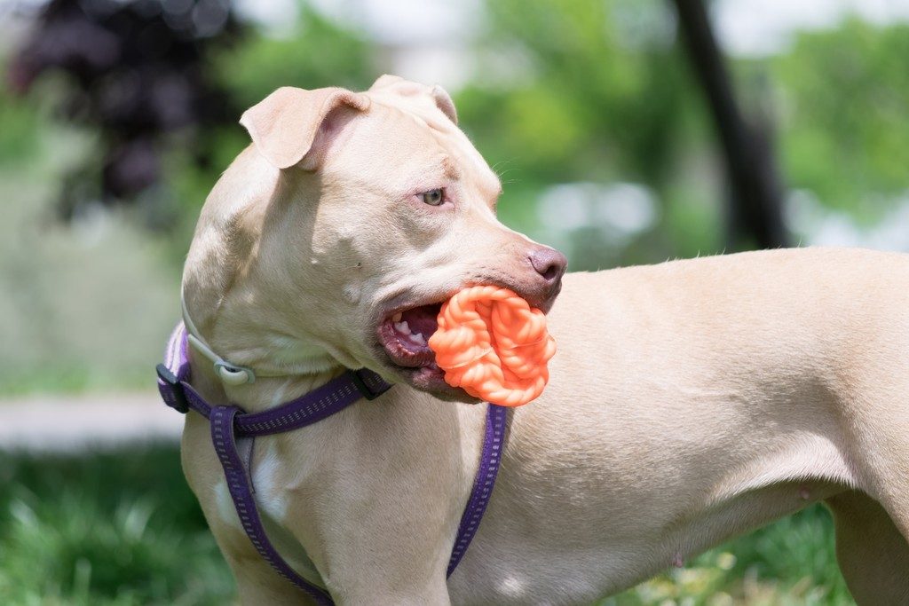 Top 5 Indestructible Dog Toys For Pit bulls