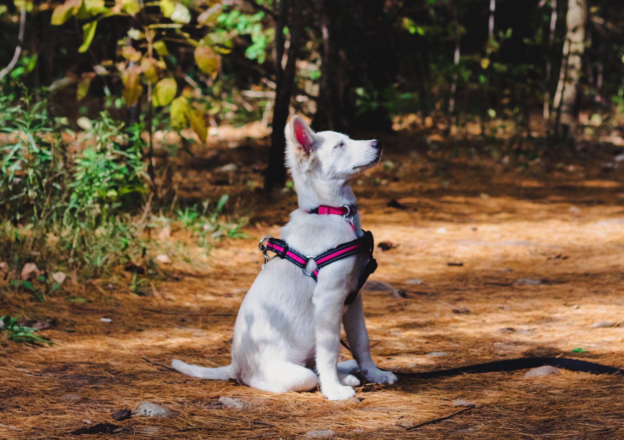 Best Dog Training Books