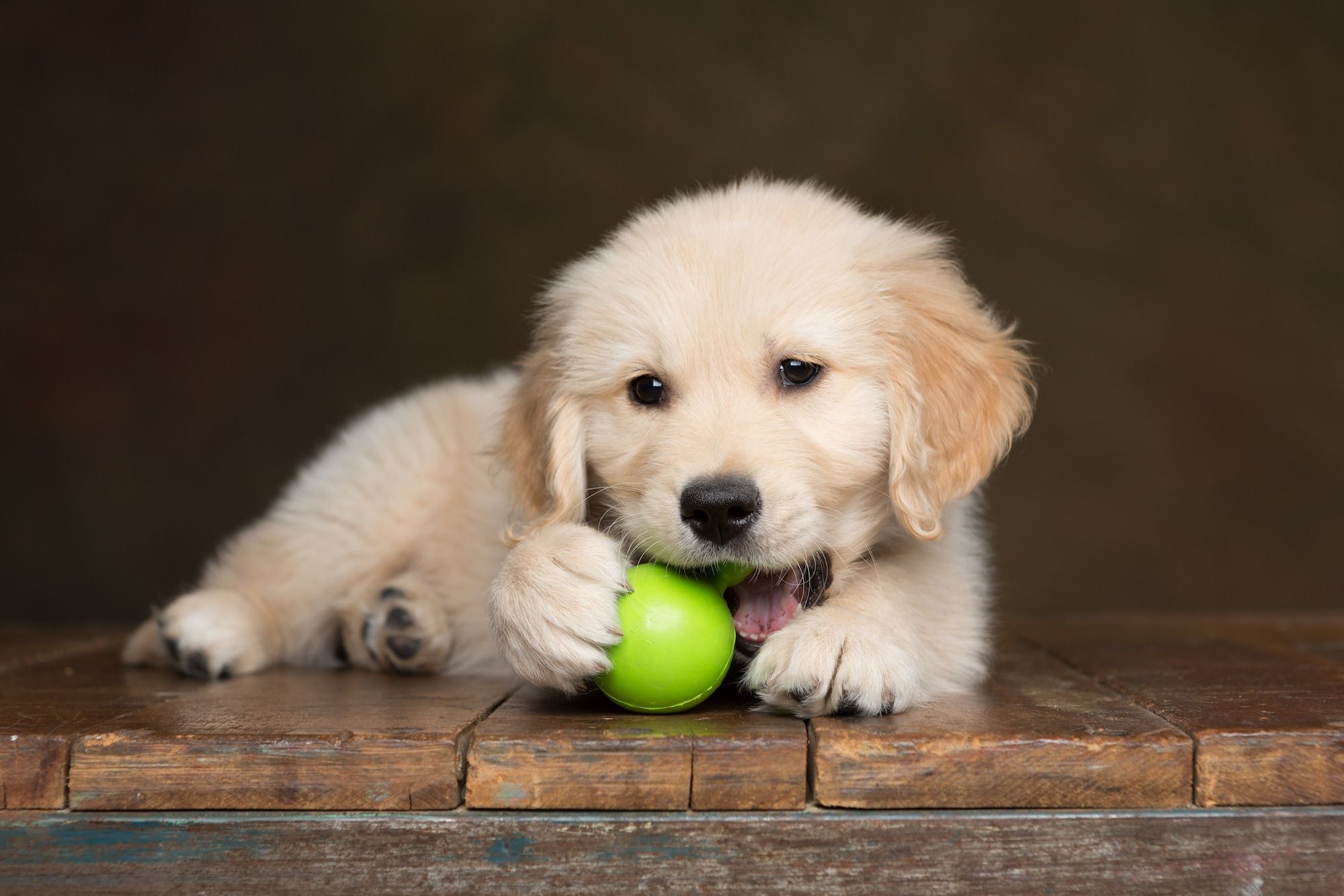 Best Puppy Chew Toys That are Safe And Durable