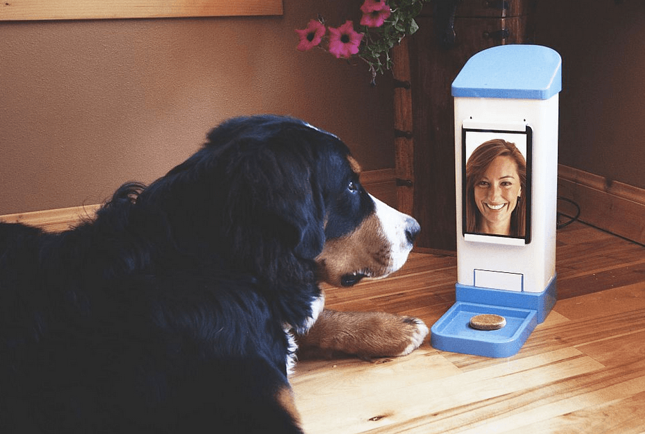 Bernese mountain dog talking to owner on the IcPooch