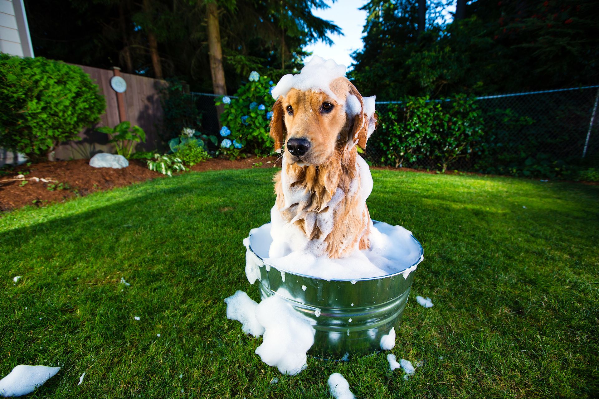 7 Best Shampoos for Dogs That Shed (a lot)