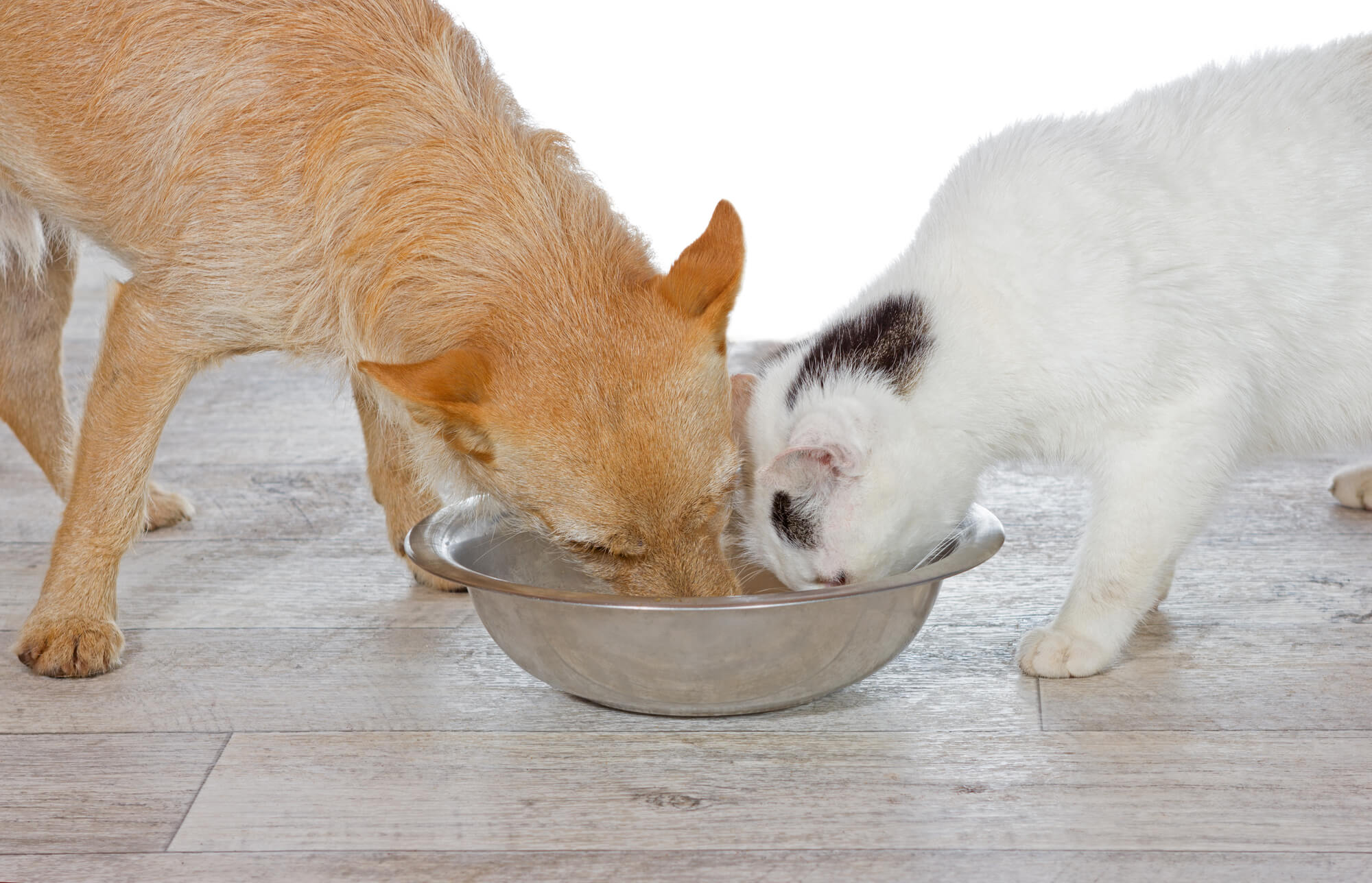 The Best Dog Proof Cat Feeder