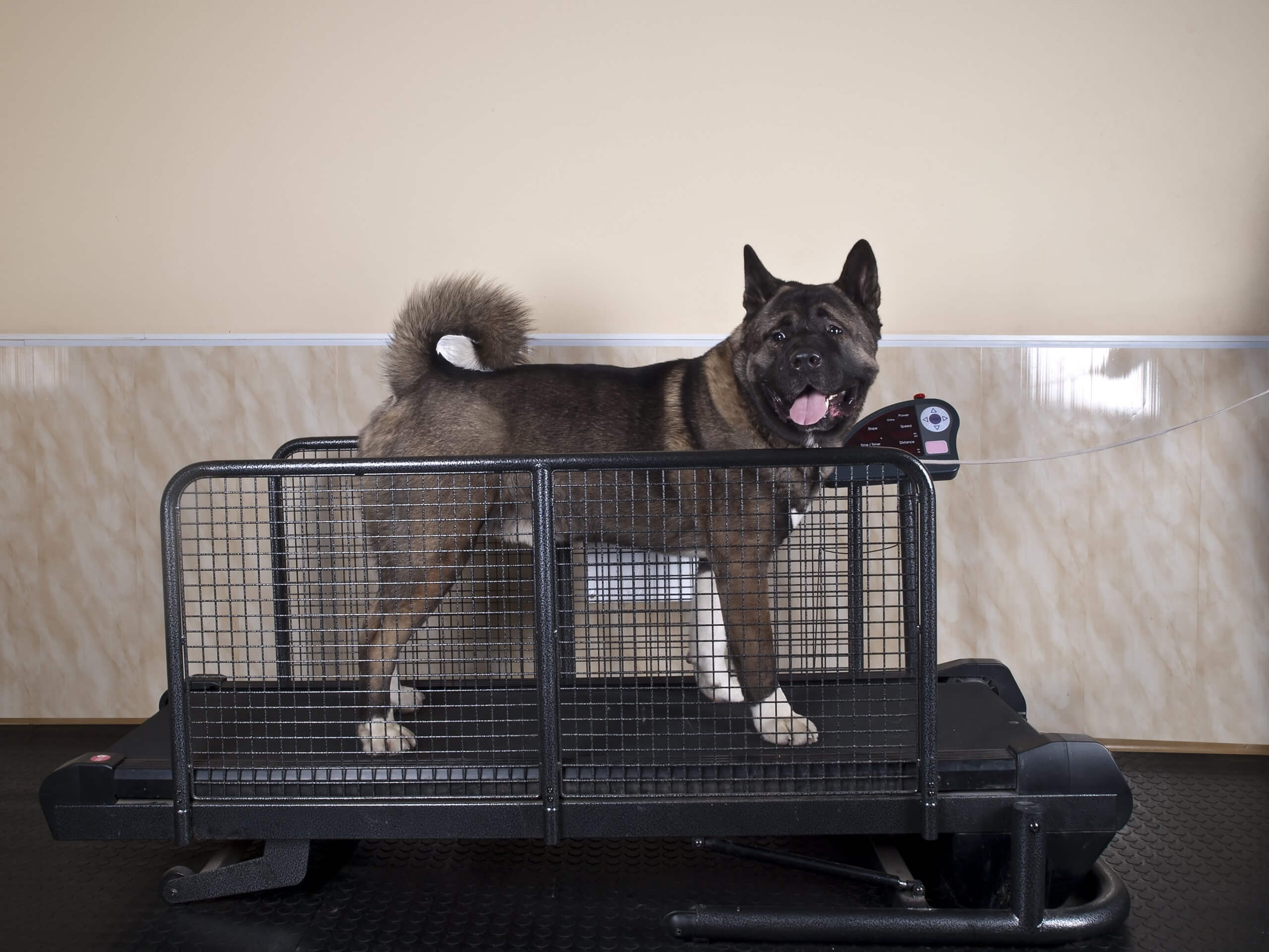 The Best Dog Treadmill