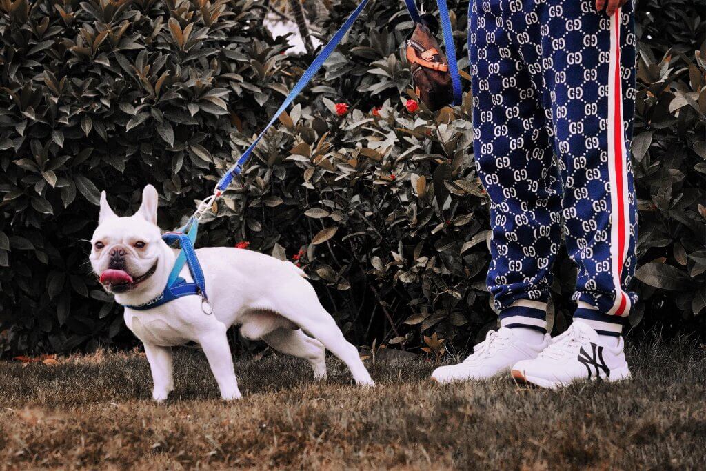 Bull Terrier pulling on harness