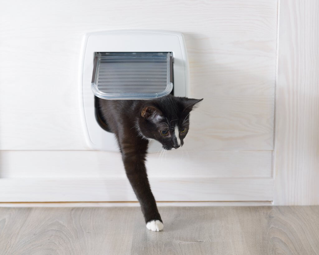 Cat passing through pet door. 