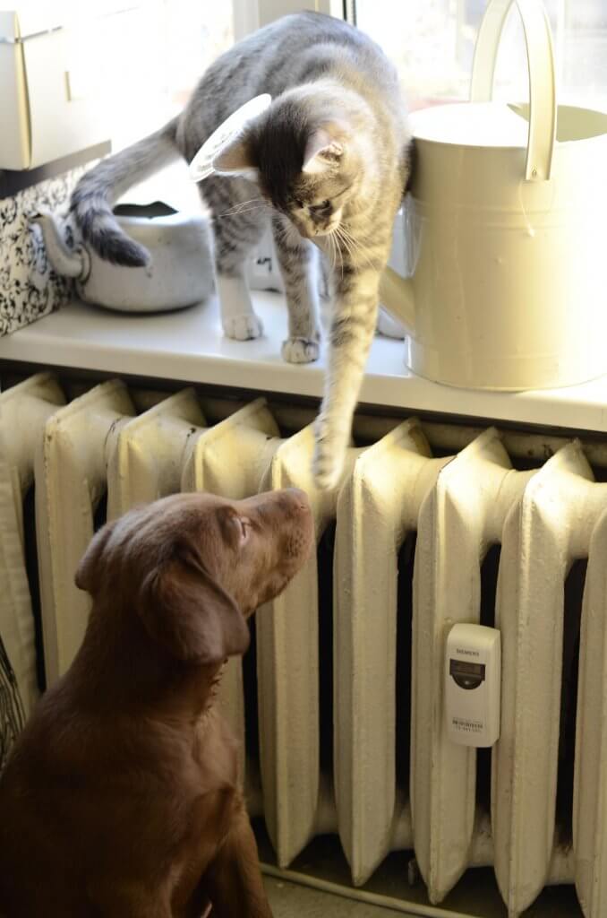 Cat food place high so dog can't reach