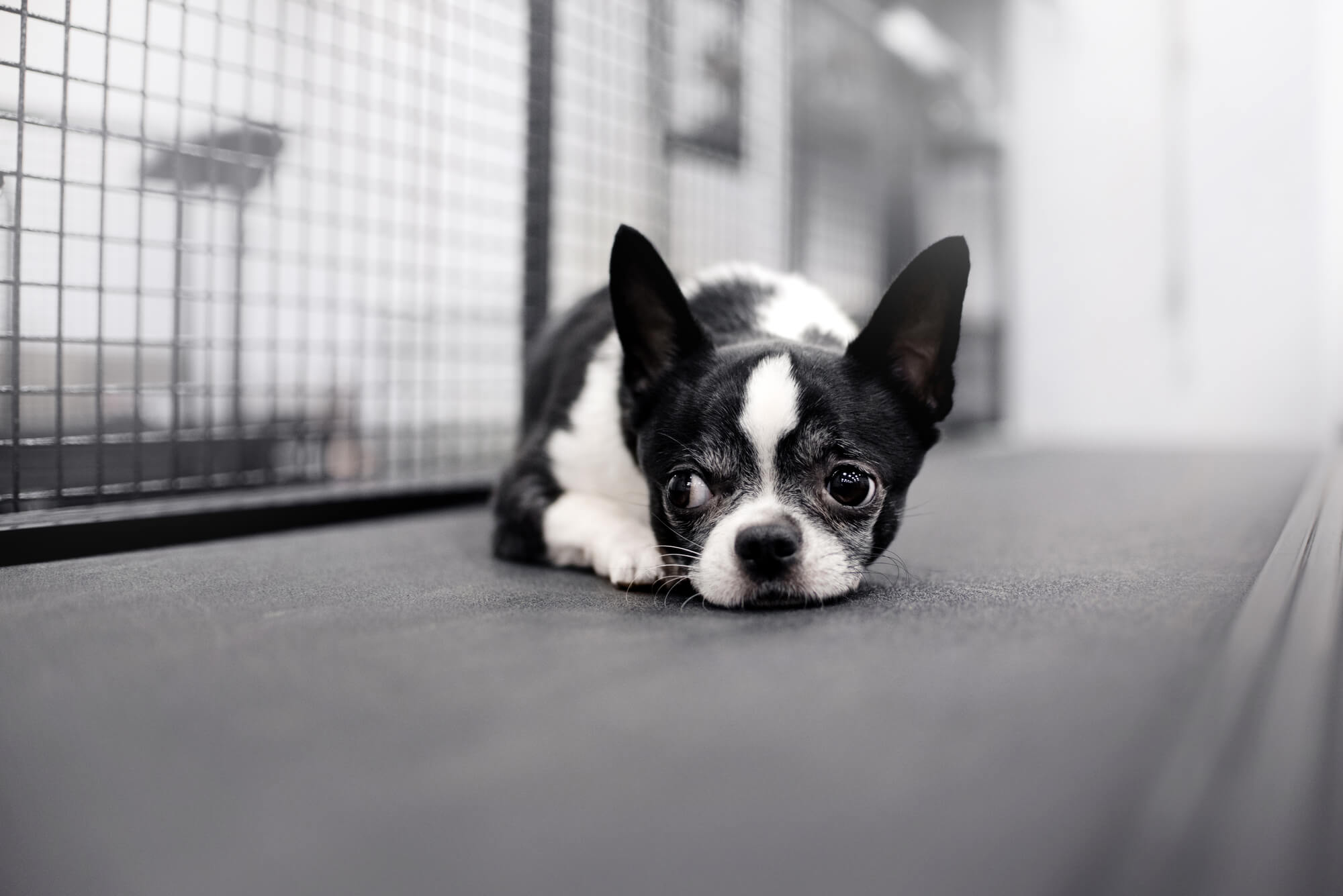 Chihuahua bored with the treadmill