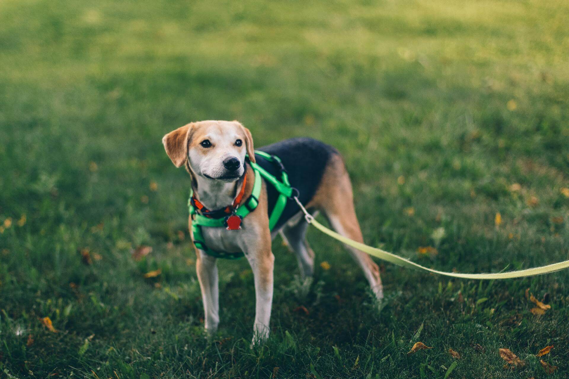 Dog wearing an escape proof harness