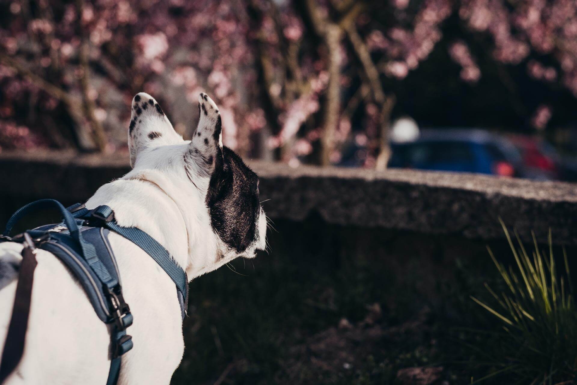 Dog with harness on its back