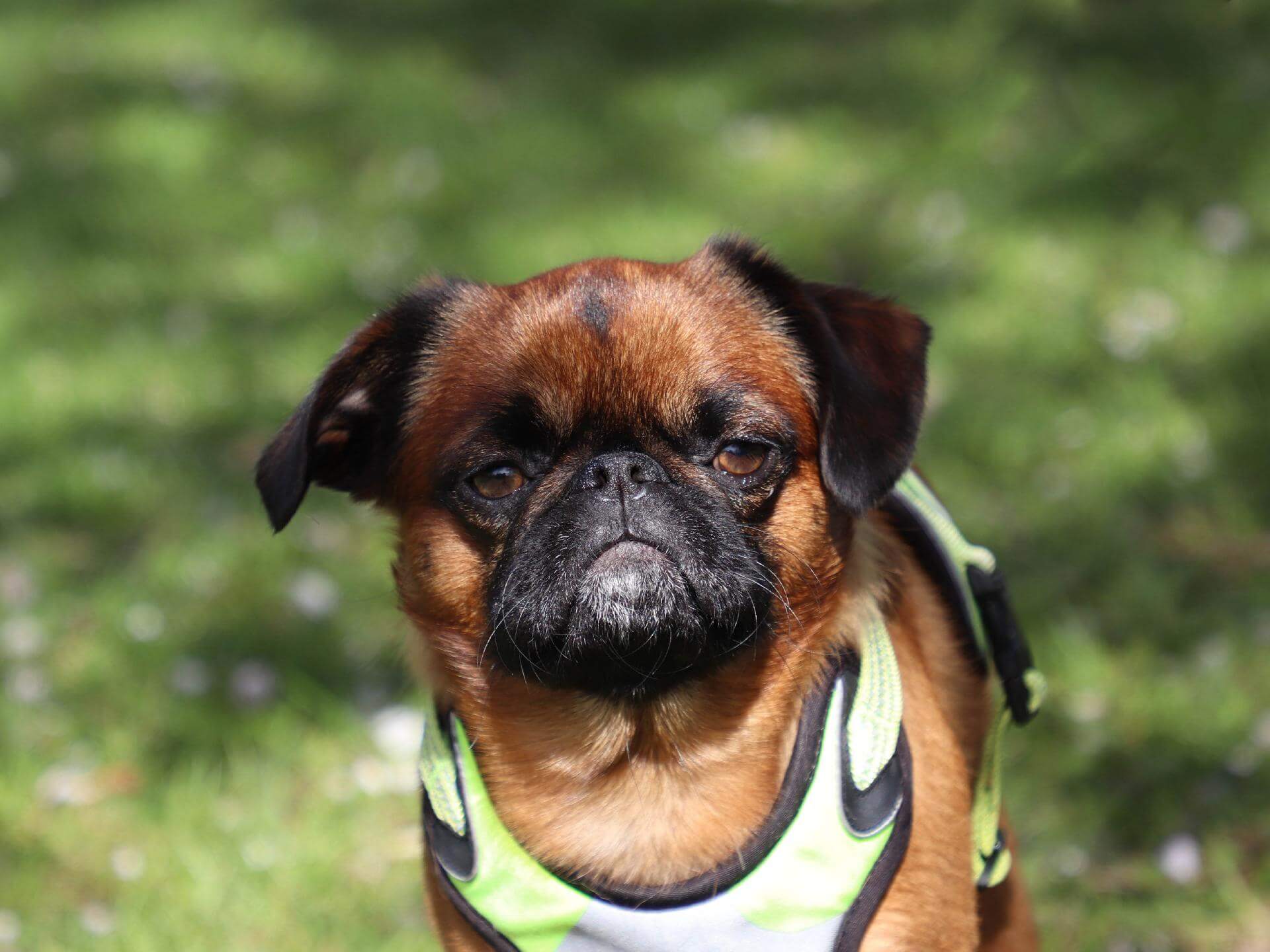 Pug with head through harness