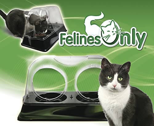 Felines Only Purrrfect Cat Dish