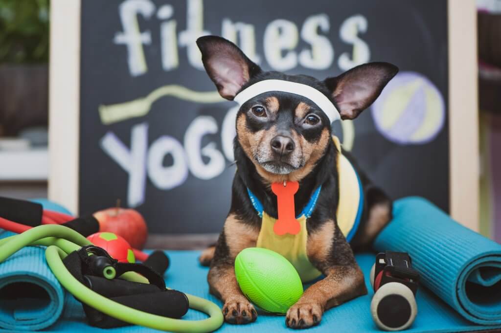 dog focused on his fitness plan