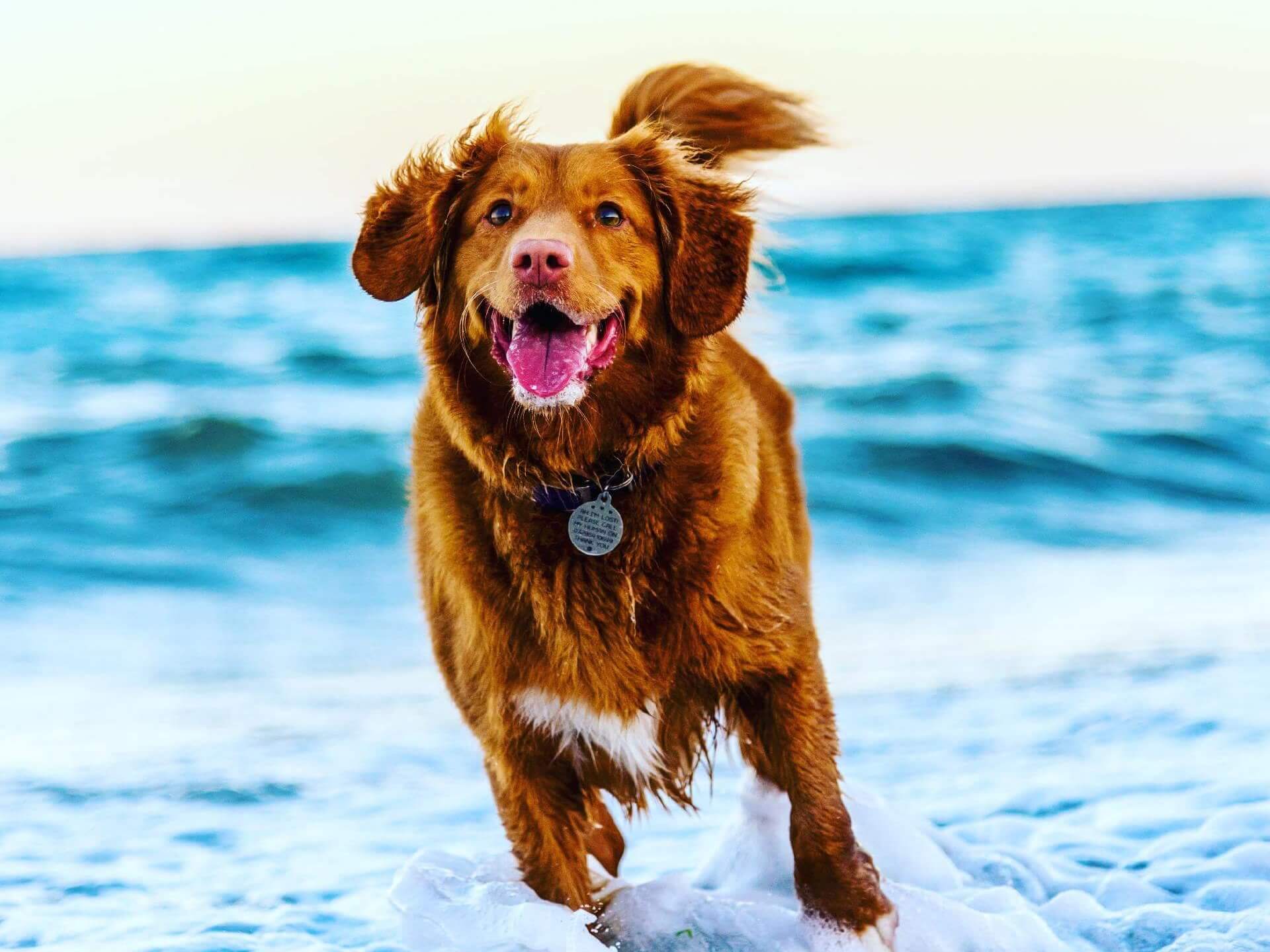 Healthy and active dog running on the beach