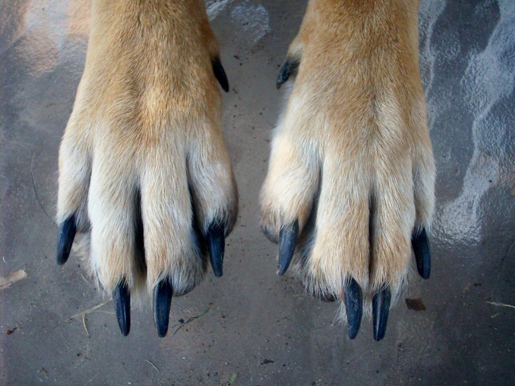 Dog with long nails that need grinding