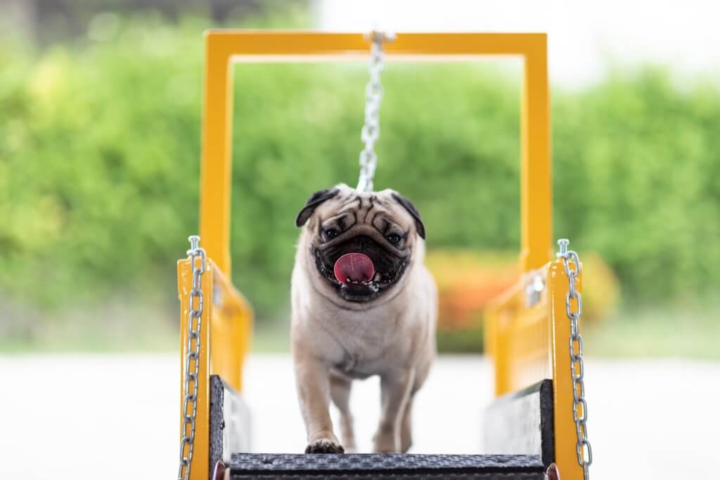 Training a French Bulldog to use the dog treadmill.
